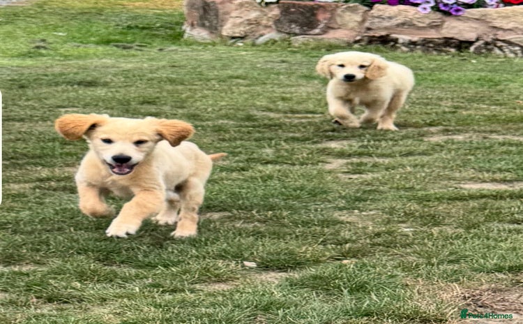 Golden Retriever dogs - Advert 2