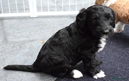 Double Doodle dogs for sale: Stunning litter standard golden doodles - Image 10