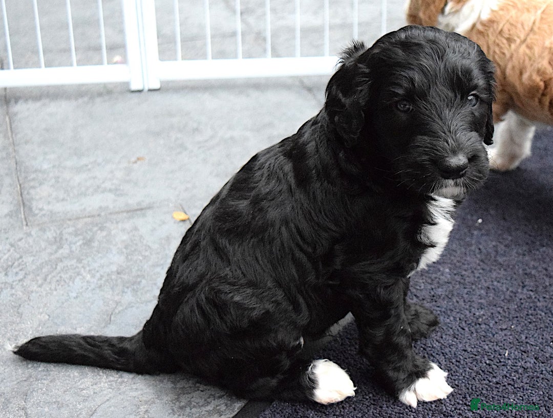 Double Doodle dogs for sale: Stunning litter standard golden doodles - Image 10