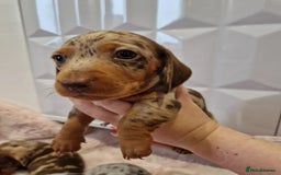 Miniature Dachshund dogs for sale:  Adorable Miniature Dachshund Puppies - Image 4