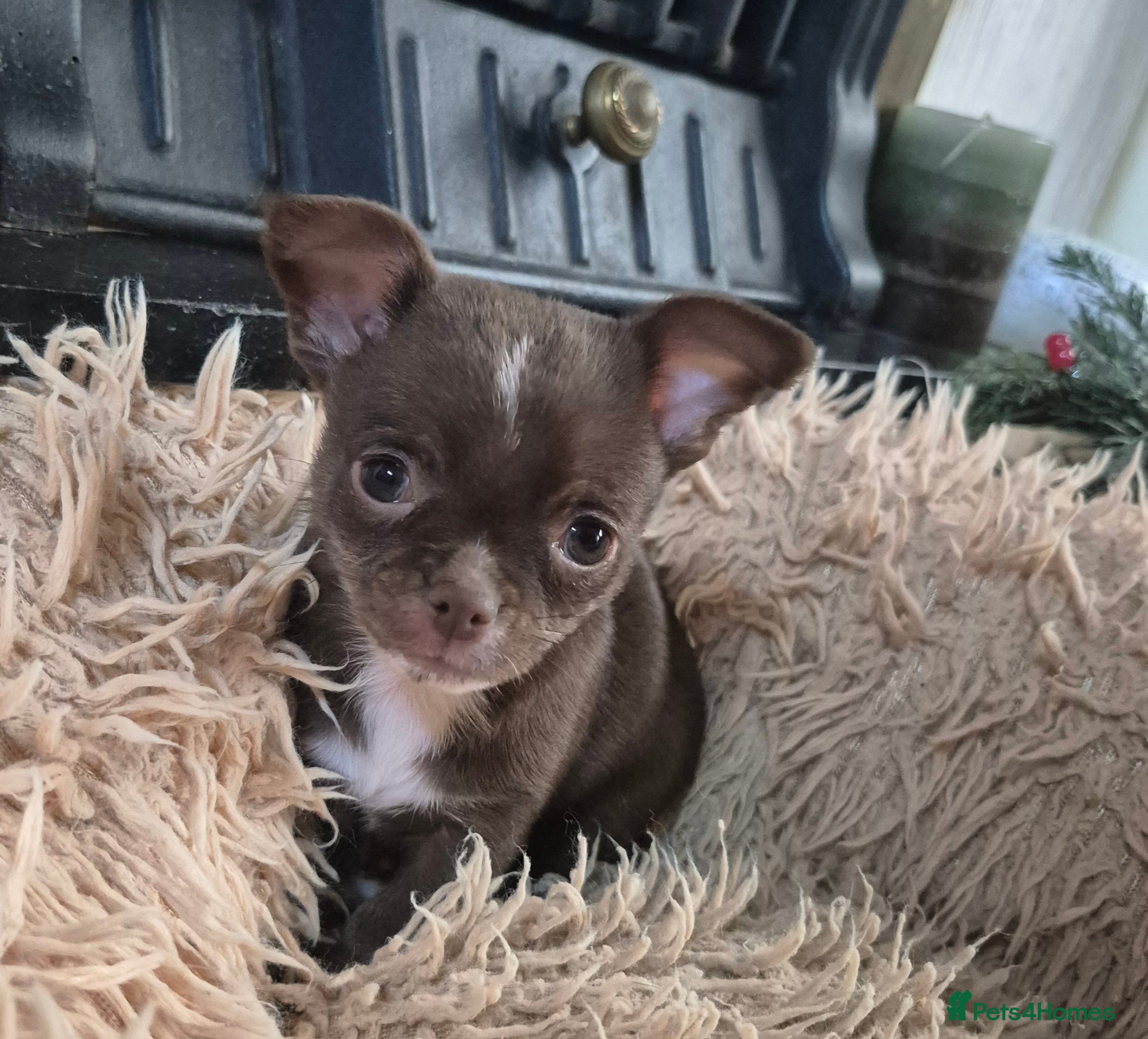 Chihuahua dogs KC chihuahua puppies  - Advert 3