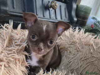 Chihuahua dogs KC chihuahua puppies - Advert 3