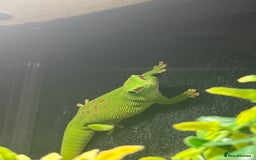 Gecko reptiles for sale: Giant Madagascan Day Gecko - Image 2