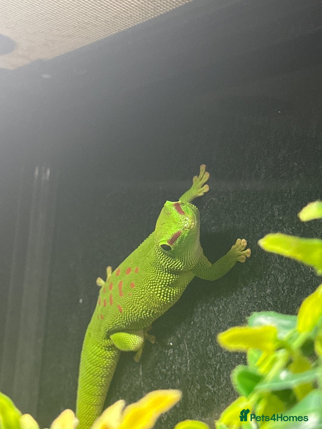 Gecko reptiles for sale: Giant Madagascan Day Gecko - Image 2