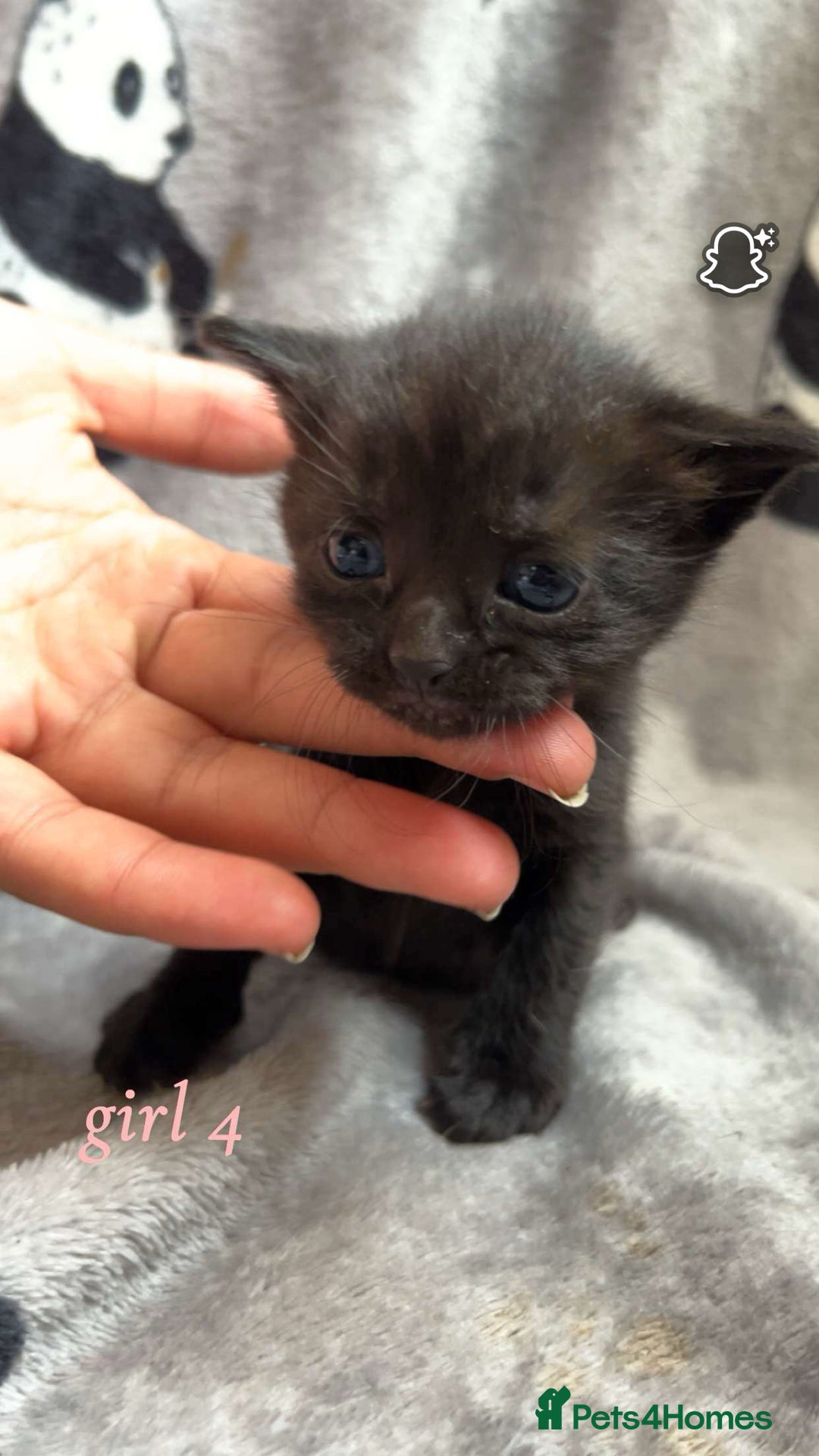 Mixed Breed cats for sale: Mainecoon mixed kittens.  - Image 6