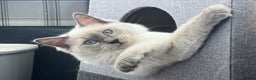 Mixed Breed cats for sale: Ragdoll mix girl needs new home - Advert 4