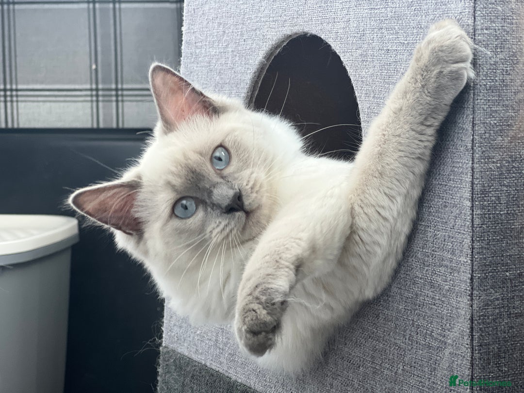 Mixed Breed cats for sale: Ragdoll mix girl needs new home - Advert 4