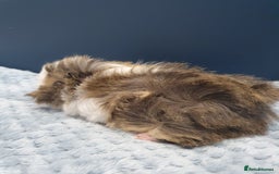 Guinea Pig rodents for sale: Absolutely Stunning Baby Boars  - Image 12