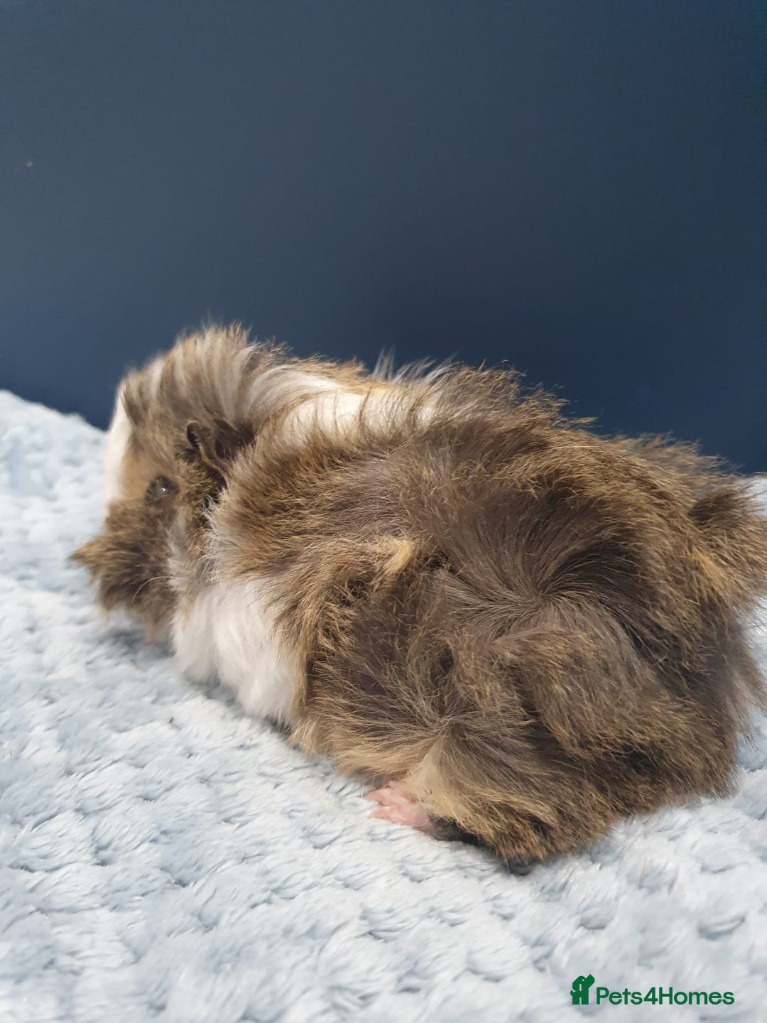 Guinea Pig rodents for sale: Absolutely Stunning Baby Boars  - Image 12
