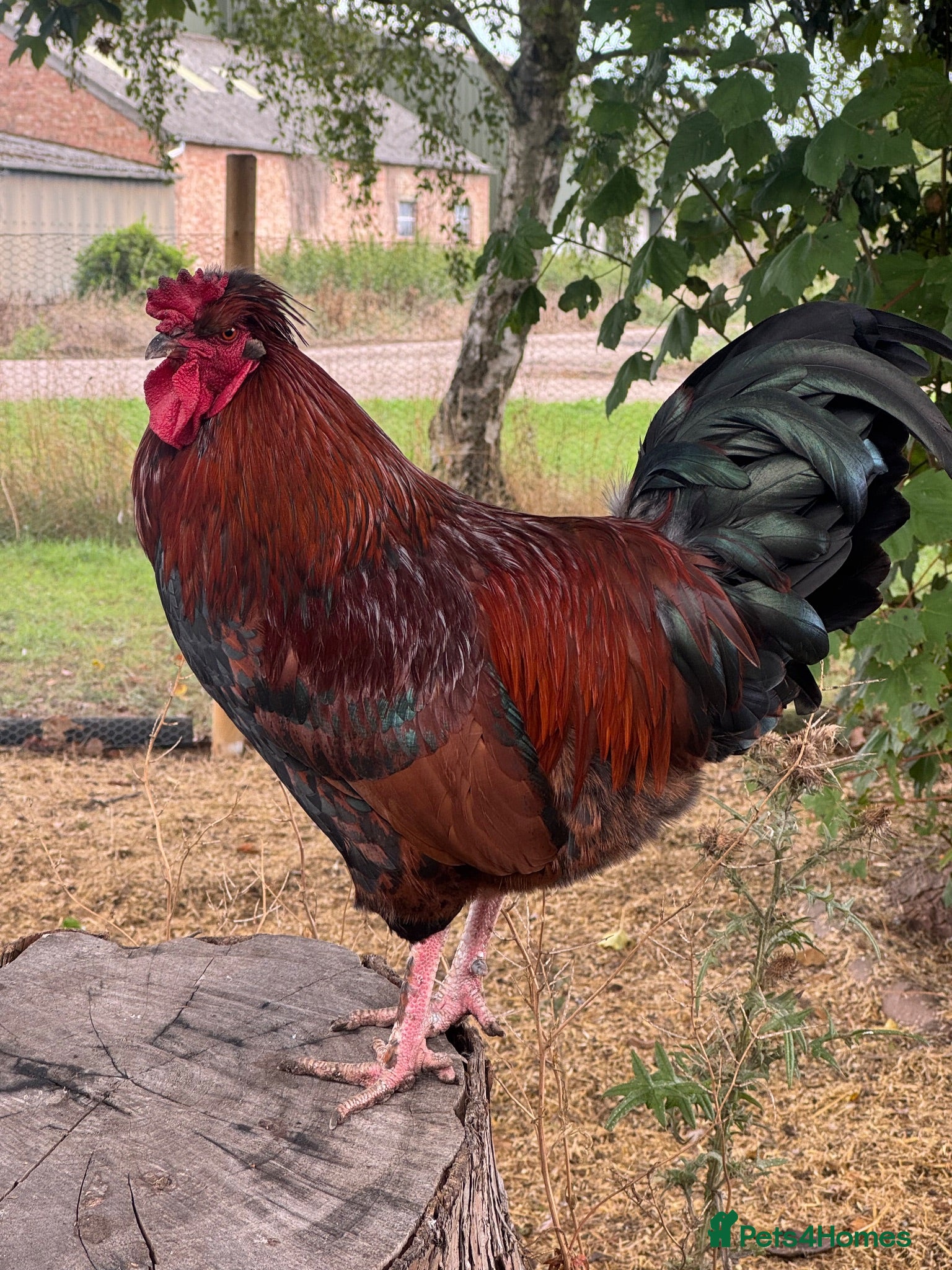 Chickens poultry Polish mixed cockerels (3 available)  - Advert 4