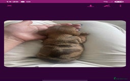 Dachshund dogs for sale: Dachshund tweenies for sale - Image 21