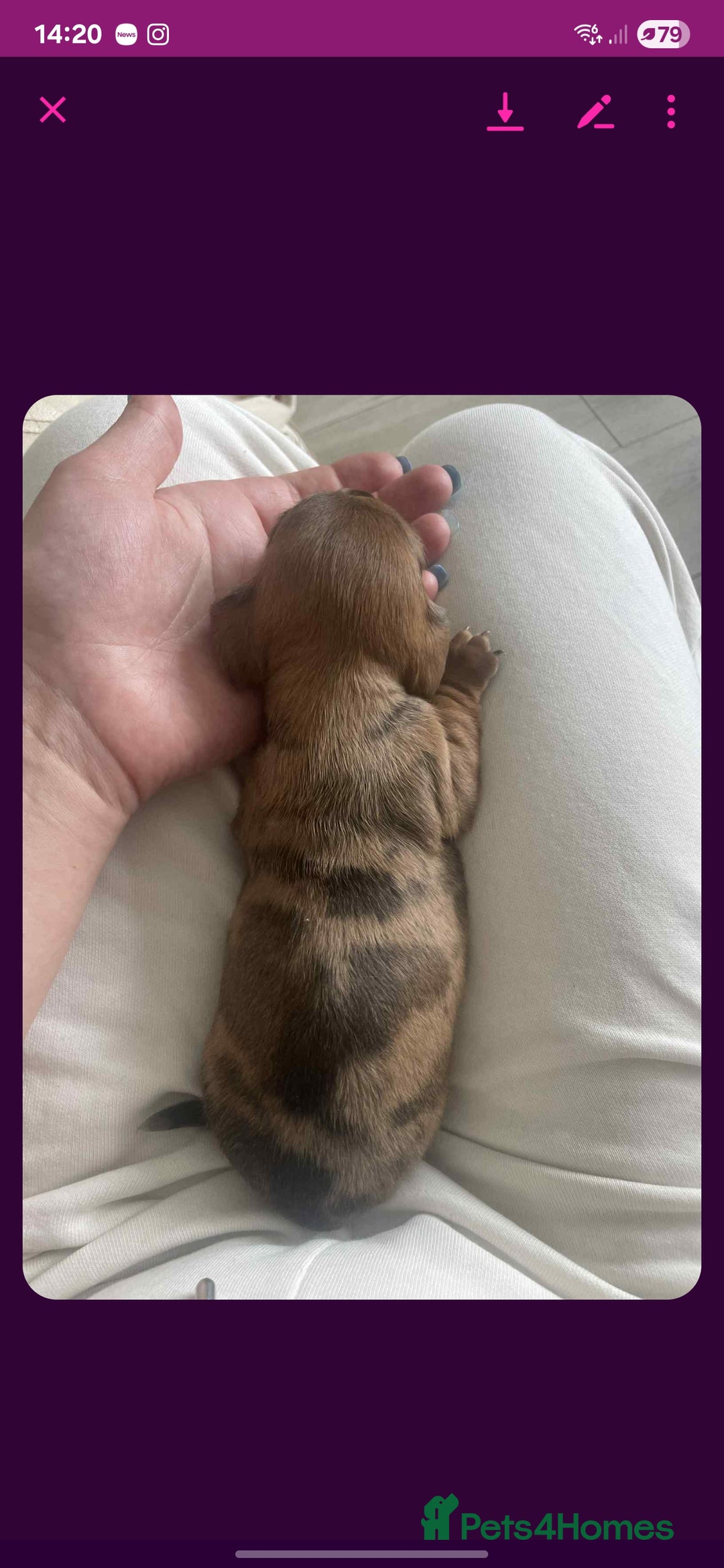 Dachshund dogs for sale: Dachshund tweenies for sale - Image 21