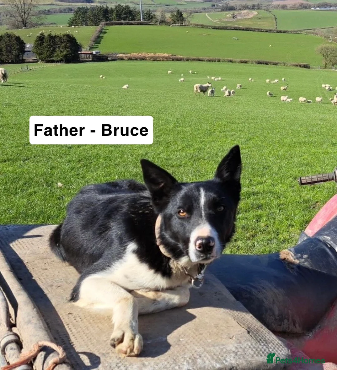 Borador dogs for sale: Superb Collie x Labrador Puppies - Advert 7