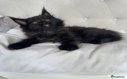 Maine Coon cats for sale: 4 big pure gorgeous Mainecoon boys  - Image 19