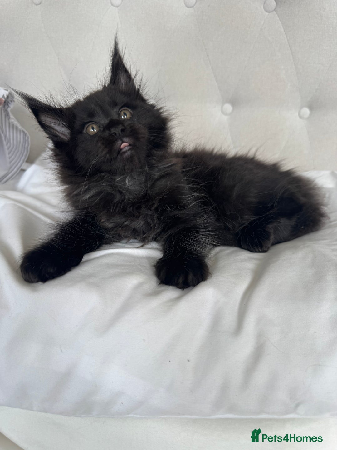 Maine Coon cats for sale: 4 big pure gorgeous Mainecoon boys  - Image 19