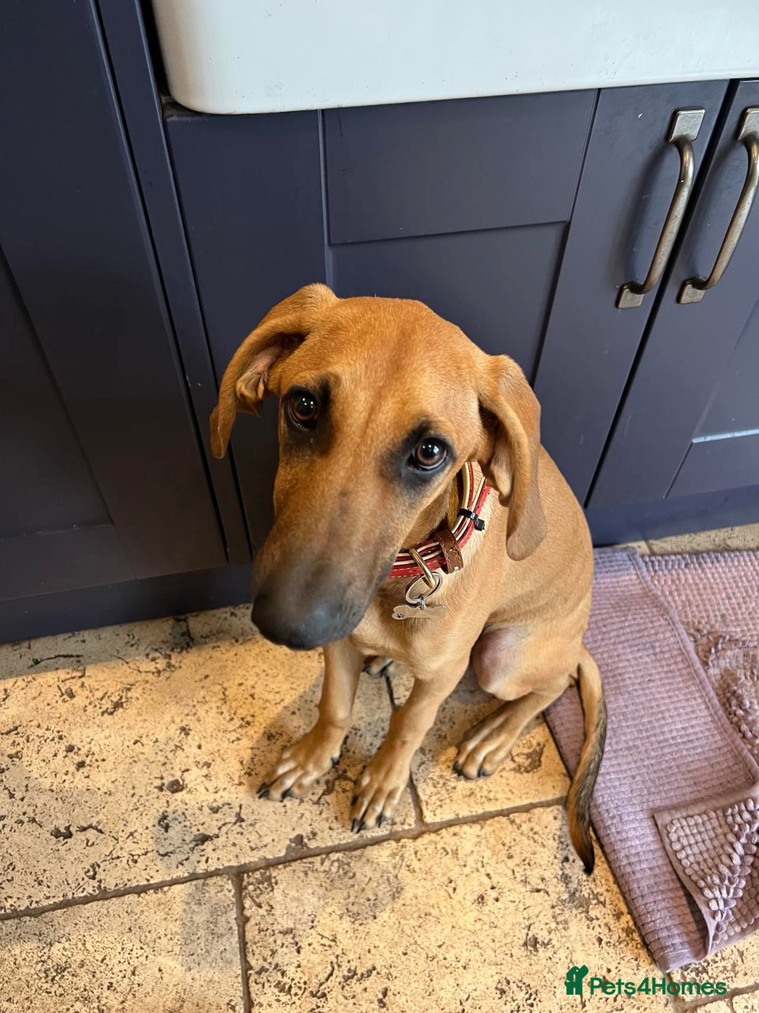 Mixed Breed dogs for adoption: Loveable Cher, is 5 months old - Image 5