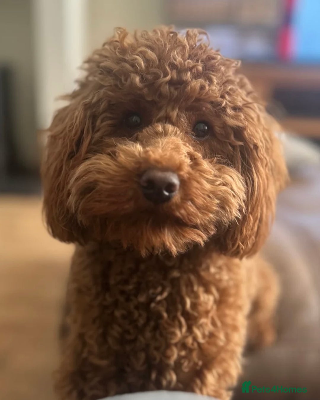 Cavapoo dogs for sale: Toy Cavapoo F1B - 4 girls & 3 boys - Advert 8