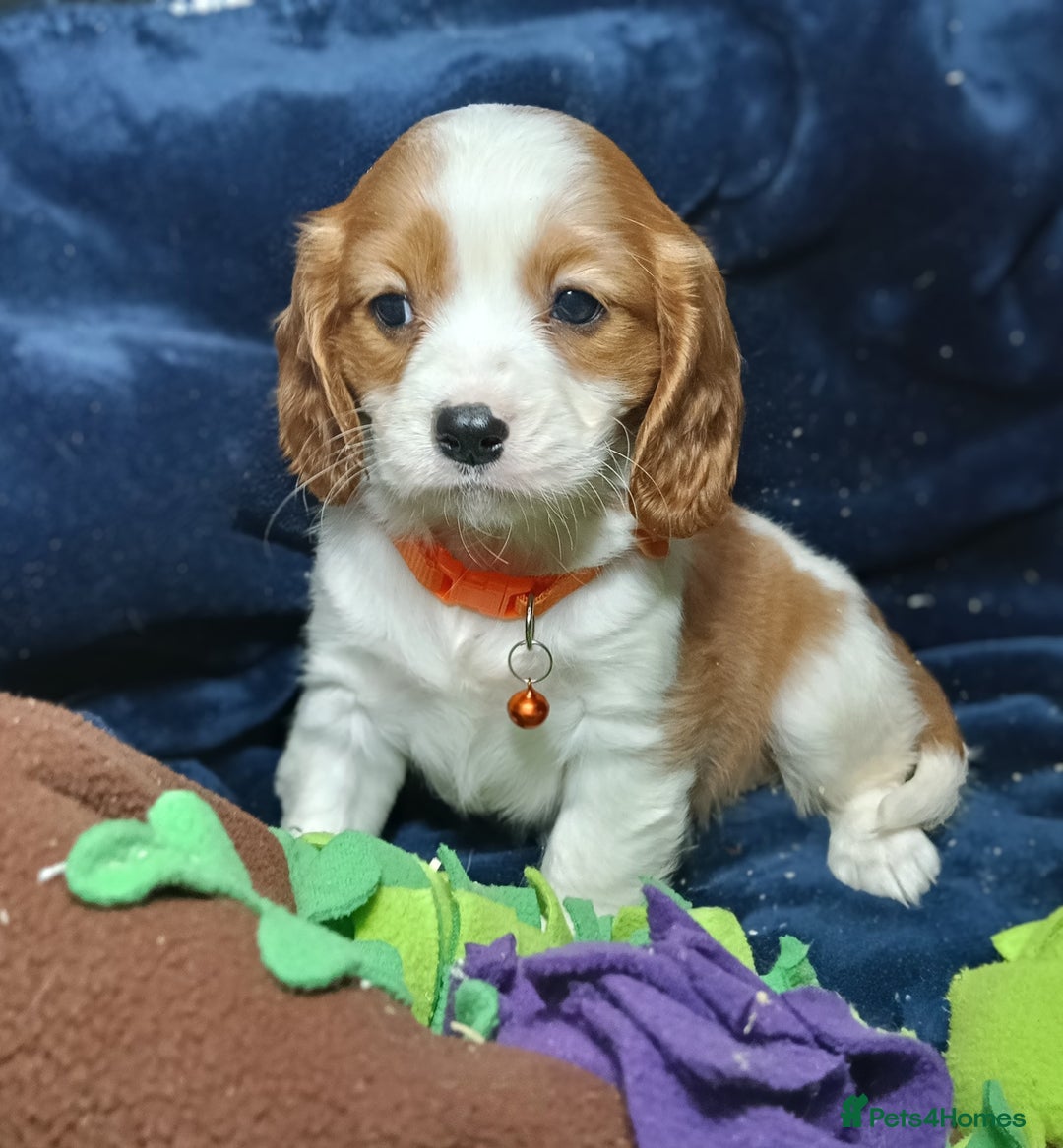 Cavalier King Charles Spaniel dogs for sale: 🩷KC Registered Cavalier King Charles Spaniels 🩷 - Image 6