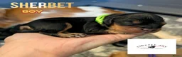 Cavalier King Charles Spaniel dogs for sale: KC Cavalier Pups - DNA, heart & eye tested parents - Advert 10