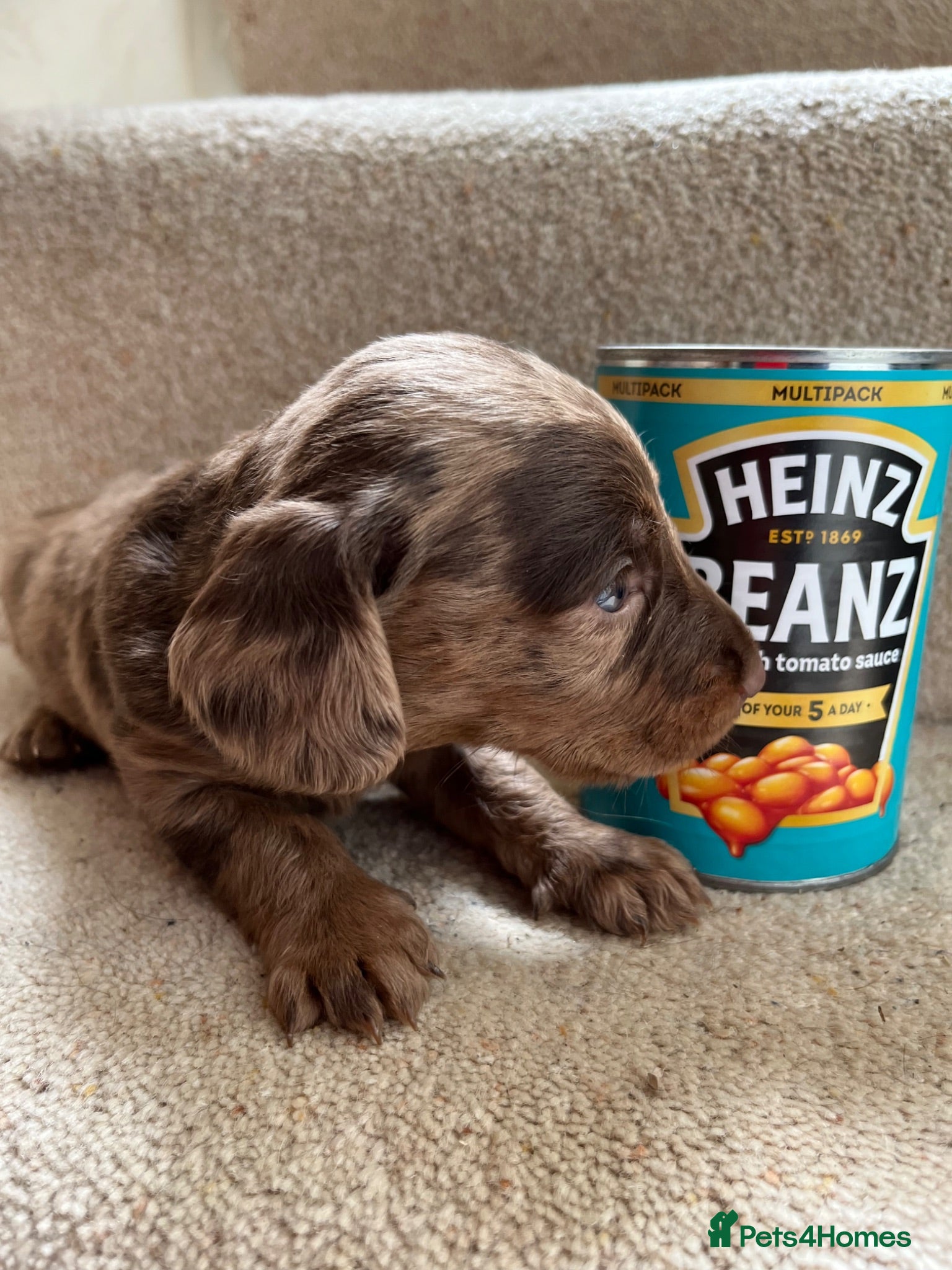 Doxiepoo dogs Chocolate dapple smooth haired Dachpoo - Advert 1