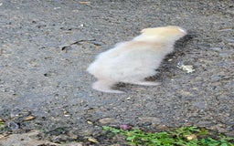 Ferret rodents for sale: 2 silver hobs 1 albino Jill  - Image 2