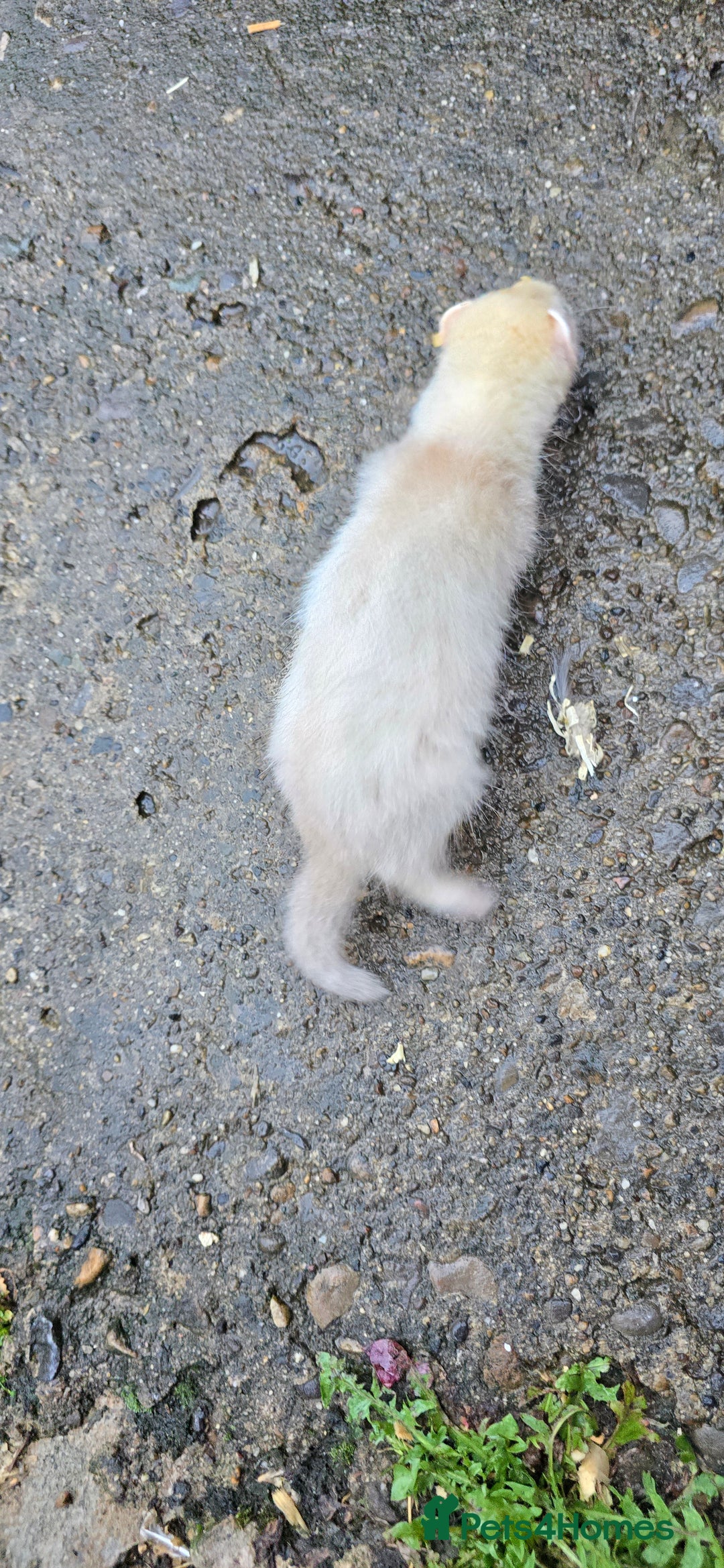 Ferret rodents for sale: 2 silver hobs 1 albino Jill  - Image 2