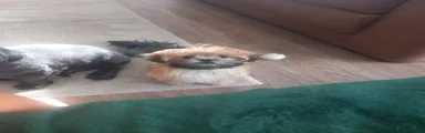 Malshi Puppy 1