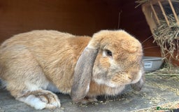 French Lop rabbits for sale: French lop  - Image 1