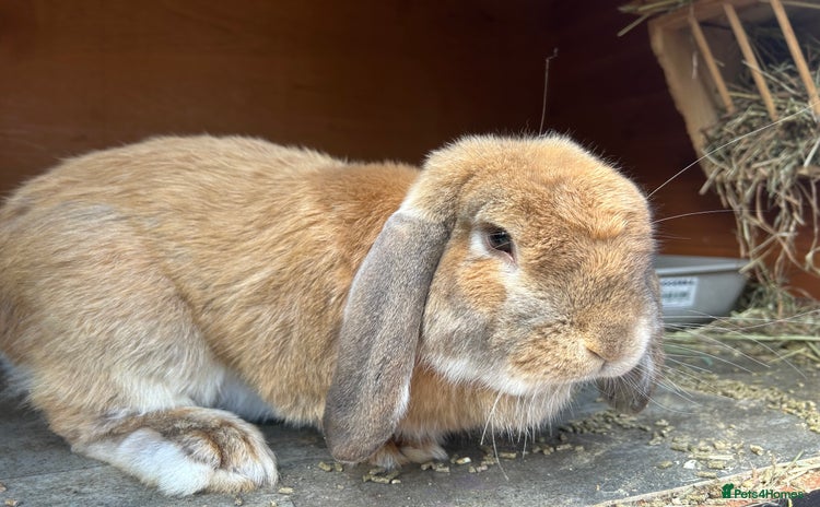 French Lop rabbits - Advert 1