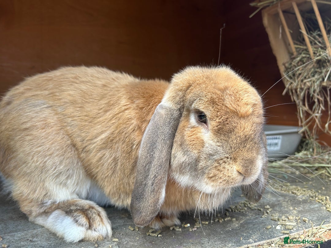 French Lop rabbits for sale: French lop  - Image 1