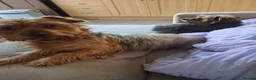 Mixed Breed dogs for sale: Baxter  - Advert 7