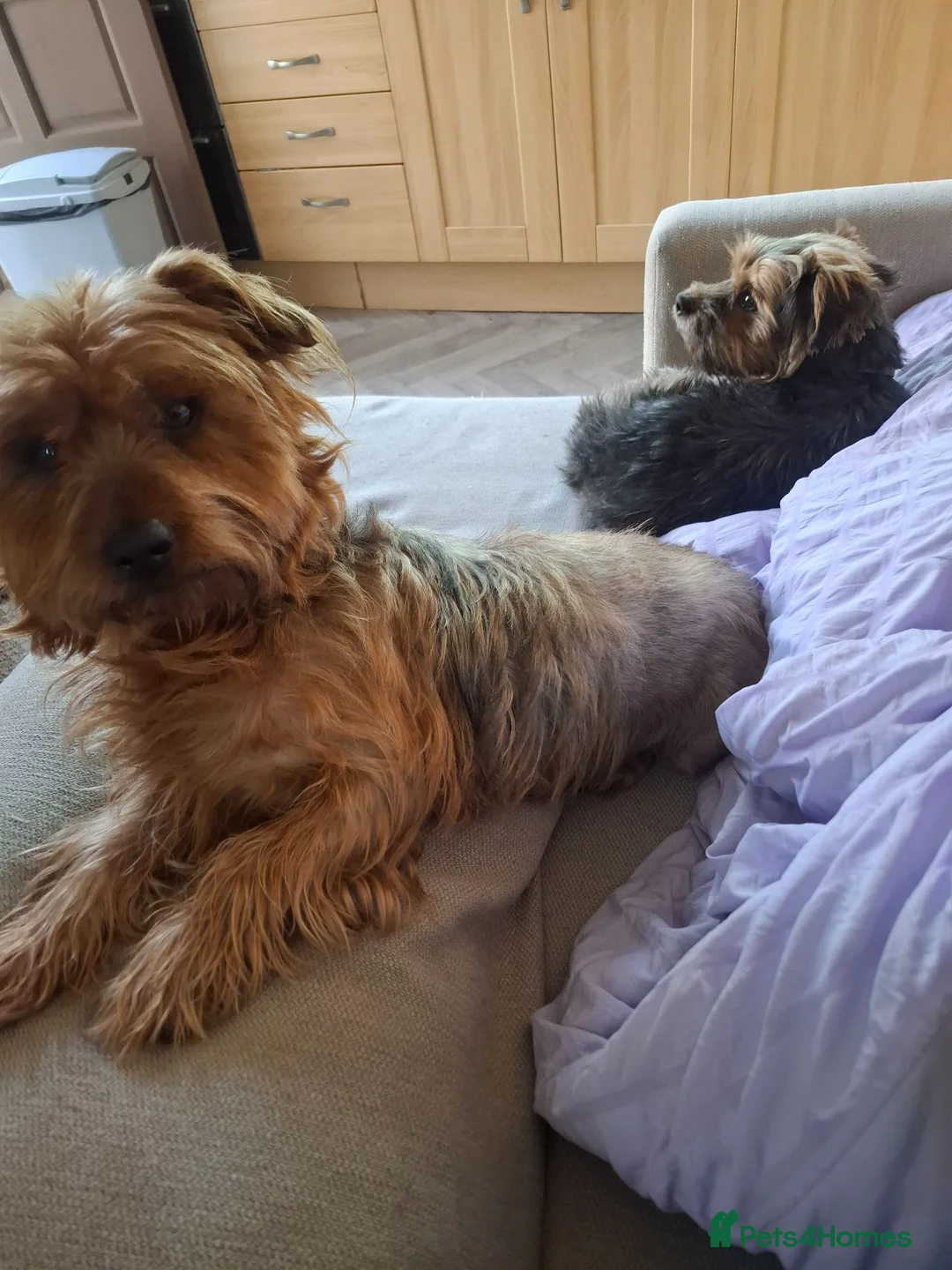 Mixed Breed dogs for sale: Baxter  - Advert 7