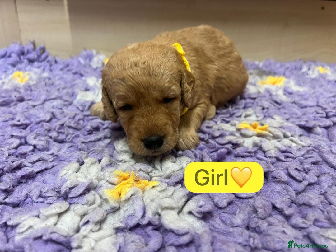 Labradoodle dogs for sale: Gorgeous labradoodle puppies - Advert 13