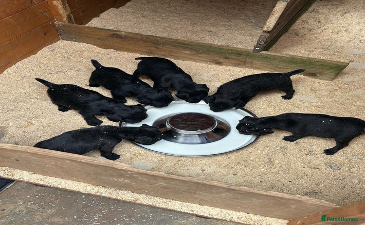 Patterdale Terrier dogs - Advert 1