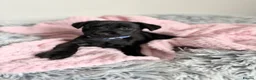 Patterdale Terrier dogs for sale: Patterdale puppies  - Advert 23