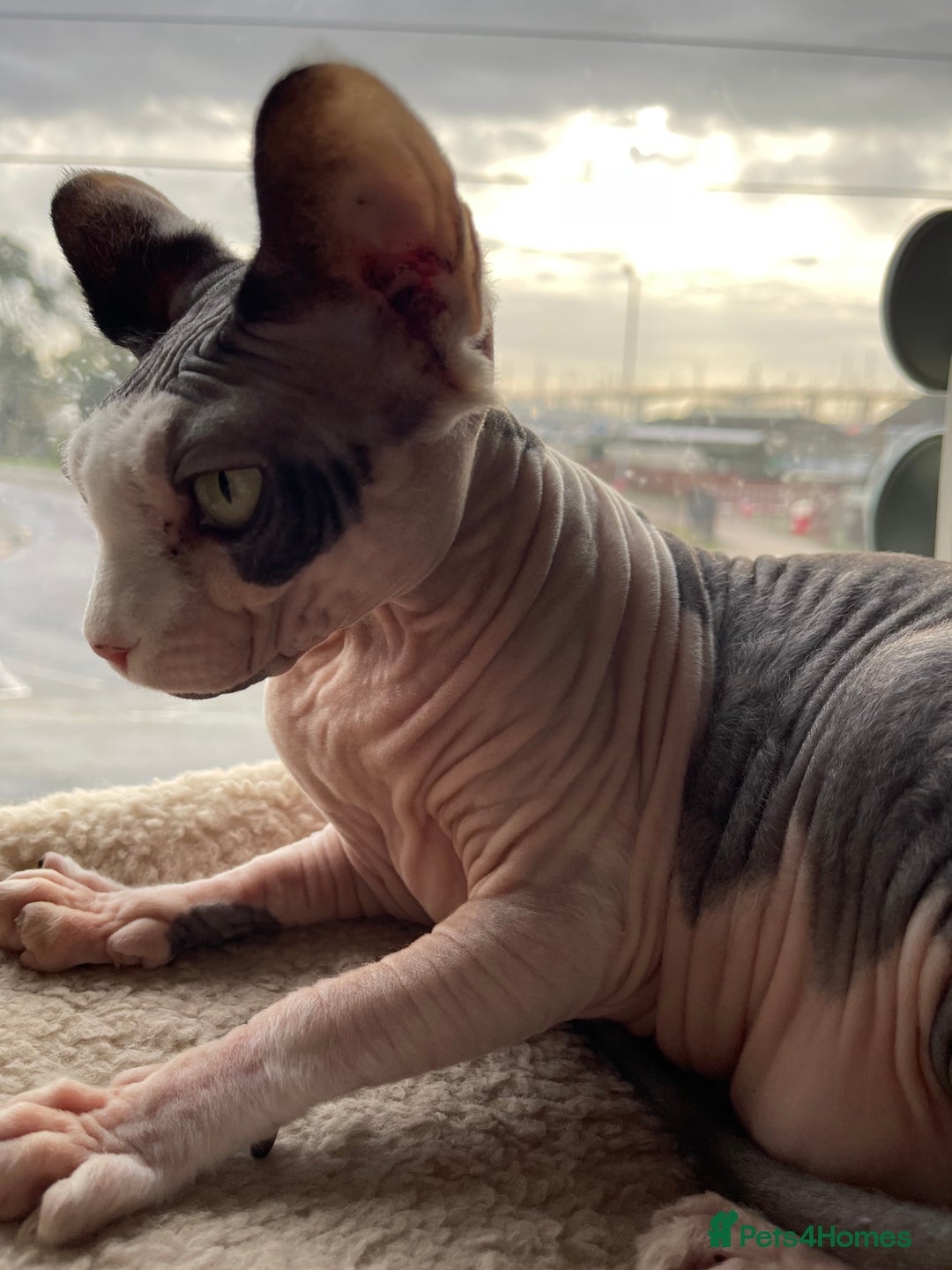Sphynx cats for sale: 7 year old sphynx female to be rehomed - Image 13