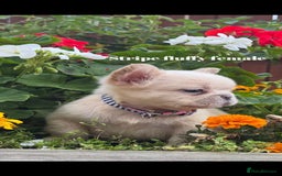 French Bulldog dogs for sale: Beautiful small build fluffy/fluffy carrier french - Image 8