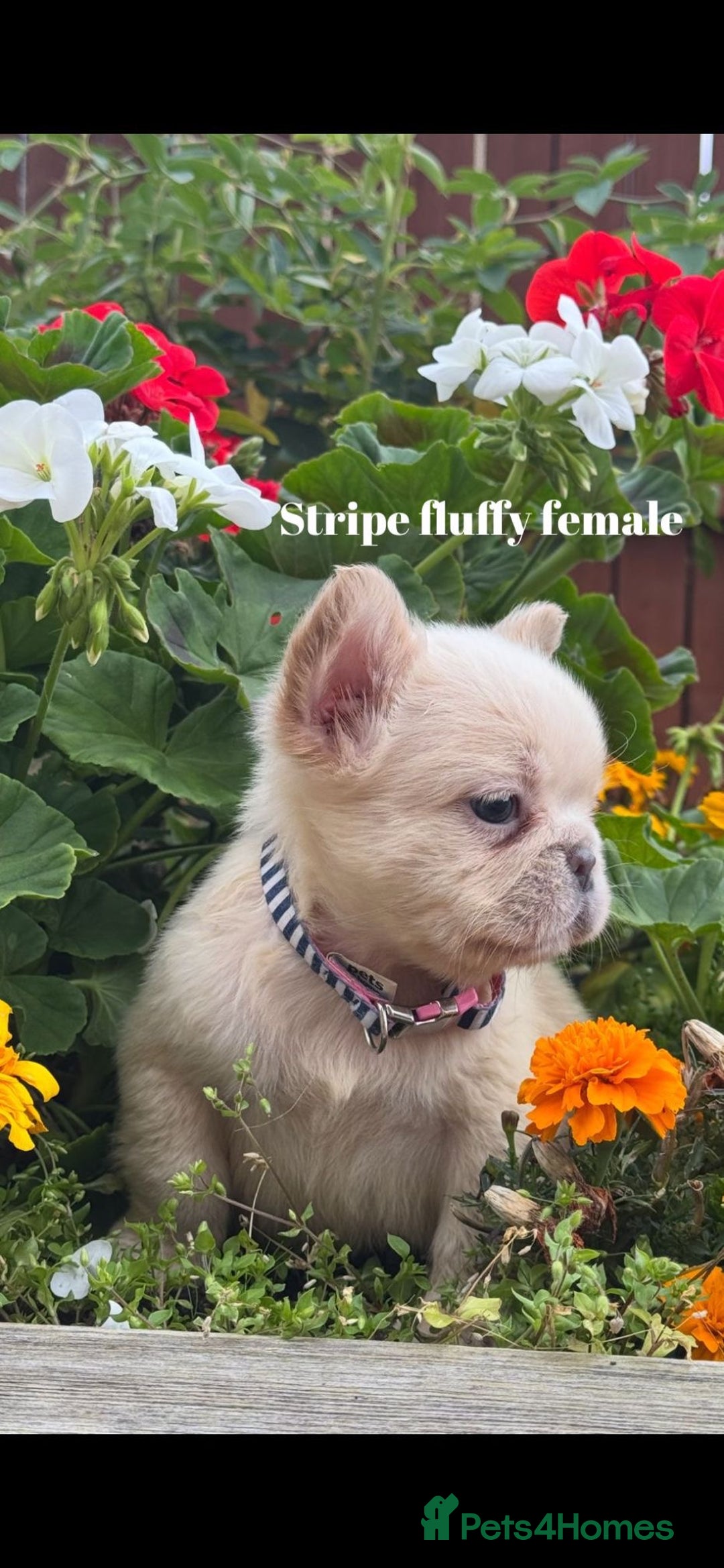 French Bulldog dogs for sale: Beautiful small build fluffy/fluffy carrier french - Image 8