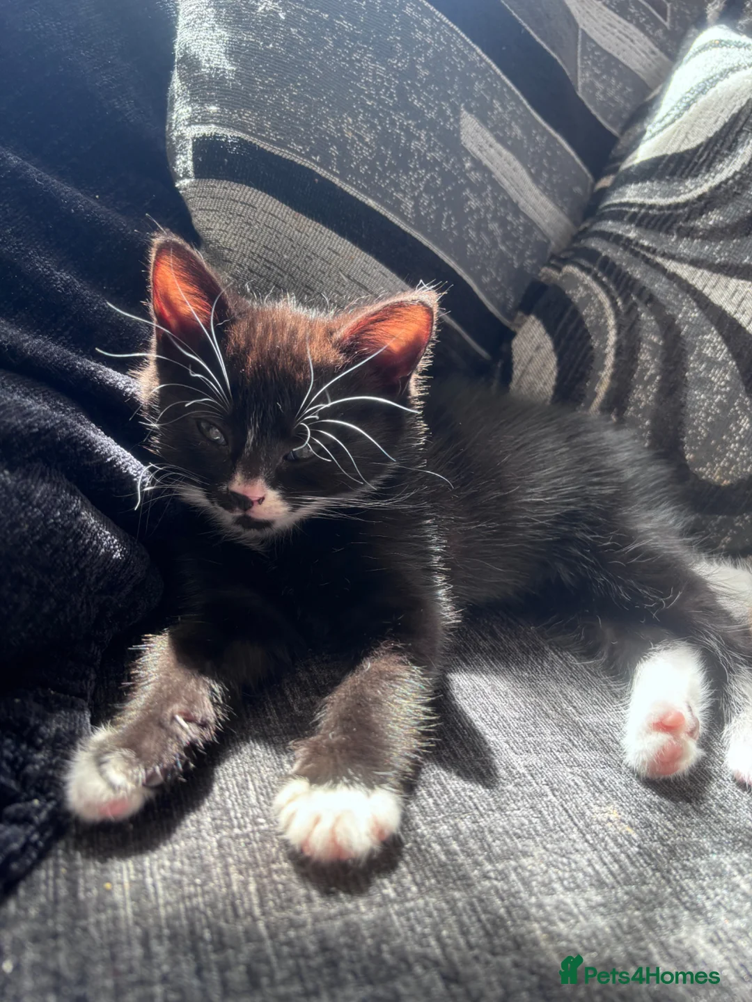 British Shorthair cats for sale: B shorthair kittens  in Beccles - Advert 1