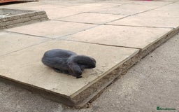 Mini Lop rabbits for sale: Rabbits for sale  - Image 3