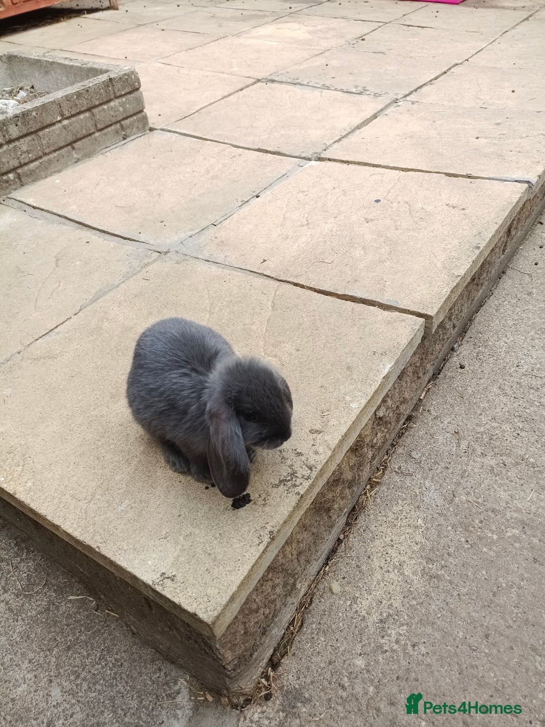 Mini Lop rabbits for sale: Rabbits for sale  - Image 3