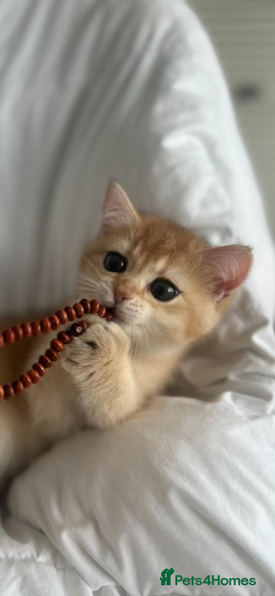 British Shorthair cats for sale: Last British Shorthair Golden kitten GCCF reg - Advert 28