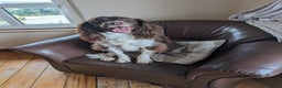 English Springer Spaniel dogs for sale: Beautiful springer spaniel - Advert 4