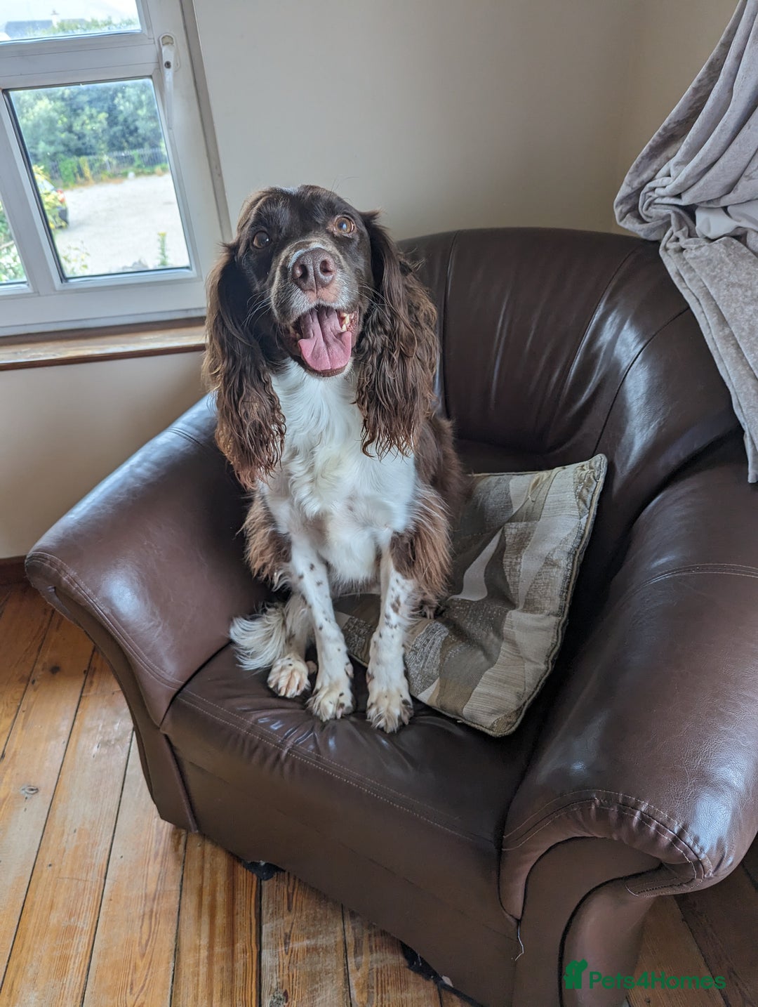 English Springer Spaniel dogs for sale: Beautiful springer spaniel - Image 4