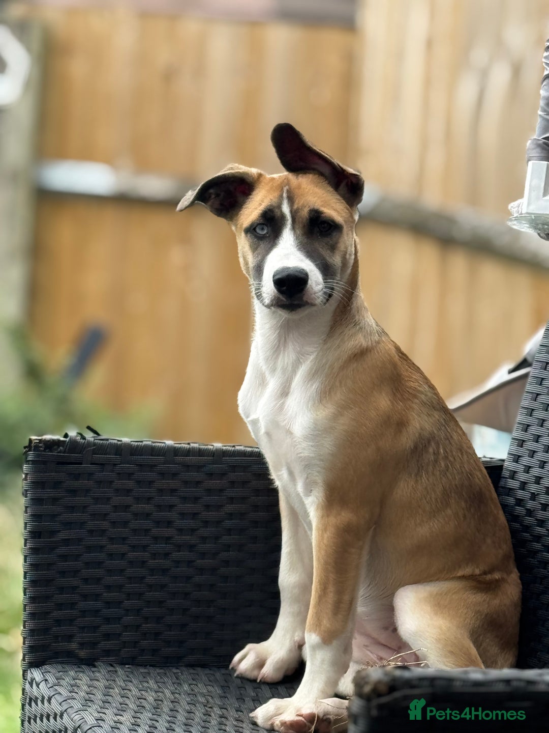 Mixed Breed dogs for sale: Staff x Husky Pup - Image 4