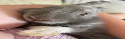 Netherland Dwarf rabbits for sale: Beautiful Bunnies  in Brentwood - Advert 6
