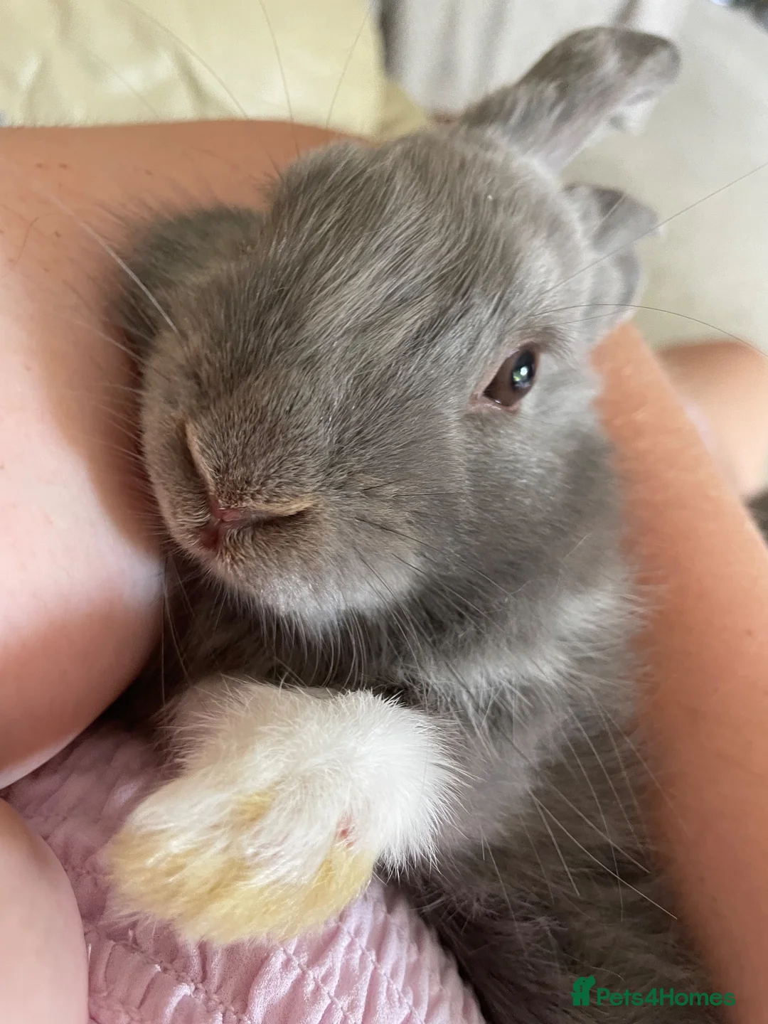 Netherland Dwarf rabbits for sale: Beautiful Bunnies  in Brentwood - Advert 6