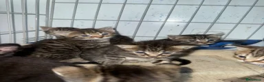 Mixed Breed Kitten 3