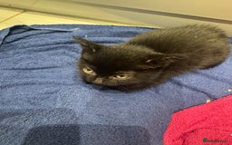Mixed Breed cats for sale: Tuxedo Kittens  - Image 8
