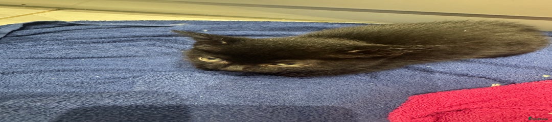 Mixed Breed Kitten 2